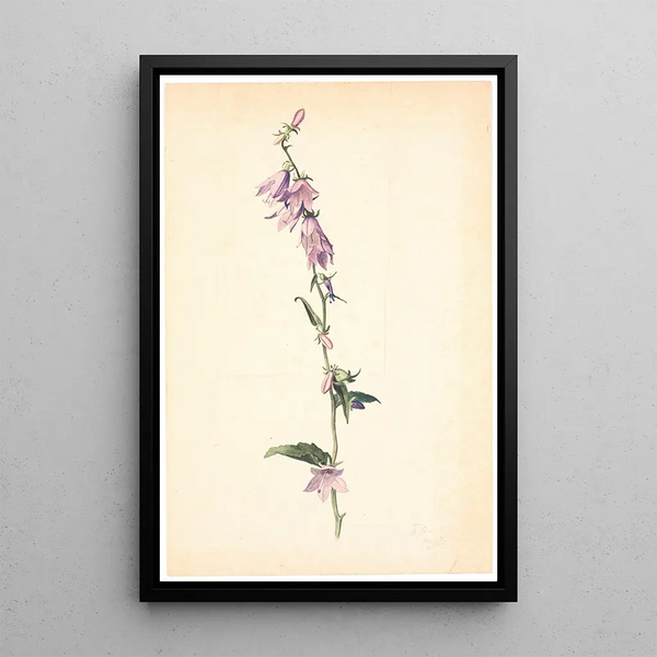 Campanula - Christen Dalsgaard — framed artwork on a wall