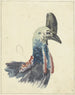 Head of the cassowary - Christiaan van Geelen — artwork view