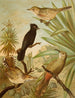 The World of North American Birds pl03 - Christian Anton Goering — artwork view