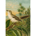 Reproduction of the painting The World of North American Birds pl04 - Christian Anton Goering