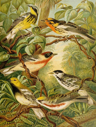 Christian Anton Goering - Die Nordamerikanische Vogelwelt pl13.webp