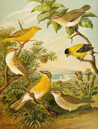 Christian Anton Goering - Die Nordamerikanische Vogelwelt pl16.webp