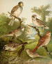 The World of North American Birds pl25 - Christian Anton Goering — artwork view