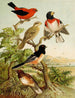 The World of North American Birds pl26 - Christian Anton Goering — artwork view