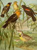 The World of North American Birds pl30 - Christian Anton Goering — artwork view