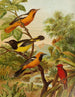 The World of North American Birds pl31 - Christian Anton Goering — artwork view