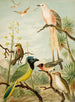 The World of North American Birds pl32 - Christian Anton Goering — artwork view