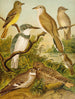 The World of North American Birds pl34 - Christian Anton Goering — artwork view