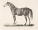 The horse D - Christian David Gebauer — artwork view