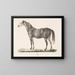 The horse D - Christian David Gebauer — framed artwork on a wall