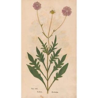 Christian Gottlieb Ludwig - Ectypa vegetabilium Pl021.webp