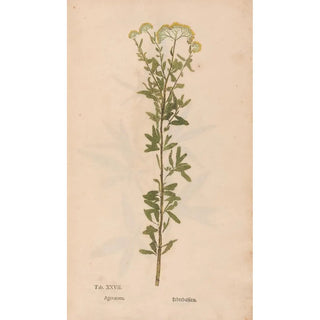 Christian Gottlieb Ludwig - Ectypa vegetabilium Pl027.webp