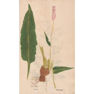 Christian Gottlieb Ludwig - Ectypa vegetabilium Pl031.webp