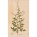Ectypa vegetabilium Pl032 - Christian Gottlieb Ludwig — artwork view