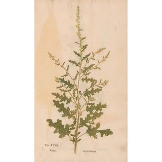 Christian Gottlieb Ludwig - Ectypa vegetabilium Pl032.webp