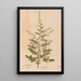 Ectypa vegetabilium Pl032 - Christian Gottlieb Ludwig — framed artwork on a wall