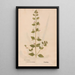 Reproduction of the painting Ectypa vegetabilium Pl033 - Christian Gottlieb Ludwig