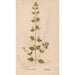 Reproduction of the painting Ectypa vegetabilium Pl033 - Christian Gottlieb Ludwig