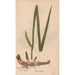 Reproduction of the painting Ectypa vegetabilium Pl034 - Christian Gottlieb Ludwig