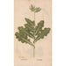 Ectypa vegetabilium Pl035 - Christian Gottlieb Ludwig — artwork view