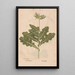 Ectypa vegetabilium Pl035 - Christian Gottlieb Ludwig — framed artwork on a wall