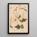 Reproduction of the painting Ectypa vegetabilium Pl036 - Christian Gottlieb Ludwig