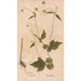 Reproduction of the painting Ectypa vegetabilium Pl036 - Christian Gottlieb Ludwig