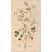 Ectypa vegetabilium Pl037 - Christian Gottlieb Ludwig — artwork view