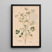 Ectypa vegetabilium Pl037 - Christian Gottlieb Ludwig — framed artwork on a wall