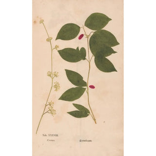 Christian Gottlieb Ludwig - Ectypa vegetabilium Pl038.webp