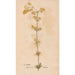Ectypa vegetabilium Pl039 - Christian Gottlieb Ludwig — artwork view