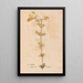 Ectypa vegetabilium Pl039 - Christian Gottlieb Ludwig — framed artwork on a wall
