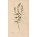 Reproduction of the painting Ectypa vegetabilium Pl040 - Christian Gottlieb Ludwig