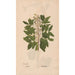 Ectypa vegetabilium Pl041 - Christian Gottlieb Ludwig — artwork view