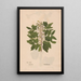 Ectypa vegetabilium Pl041 - Christian Gottlieb Ludwig — framed artwork on a wall