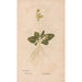 Ectypa vegetabilium Pl043 - Christian Gottlieb Ludwig — artwork view