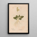Ectypa vegetabilium Pl043 - Christian Gottlieb Ludwig — framed artwork on a wall