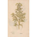 Ectypa vegetabilium Pl044 - Christian Gottlieb Ludwig — artwork view