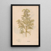 Ectypa vegetabilium Pl044 - Christian Gottlieb Ludwig — framed artwork on a wall