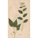 Reproduction of the painting Ectypa vegetabilium Pl045 - Christian Gottlieb Ludwig