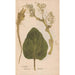 Ectypa vegetabilium Pl046 - Christian Gottlieb Ludwig — artwork view