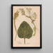 Ectypa vegetabilium Pl046 - Christian Gottlieb Ludwig — framed artwork on a wall
