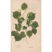 Ectypa vegetabilium Pl048 - Christian Gottlieb Ludwig — artwork view