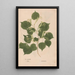 Ectypa vegetabilium Pl048 - Christian Gottlieb Ludwig — framed artwork on a wall