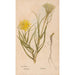 Reproduction of the painting Ectypa vegetabilium Pl049 - Christian Gottlieb Ludwig