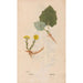 Ectypa vegetabilium Pl050 - Christian Gottlieb Ludwig — artwork view