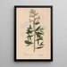 Reproduction of the painting Ectypa vegetabilium Pl051 - Christian Gottlieb Ludwig