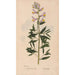 Reproduction of the painting Ectypa vegetabilium Pl051 - Christian Gottlieb Ludwig