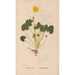 Ectypa vegetabilium Pl052 - Christian Gottlieb Ludwig — artwork view