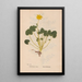 Ectypa vegetabilium Pl052 - Christian Gottlieb Ludwig — framed artwork on a wall